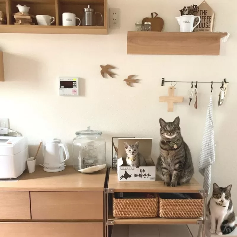 猫 猫飼い キッチン 台所