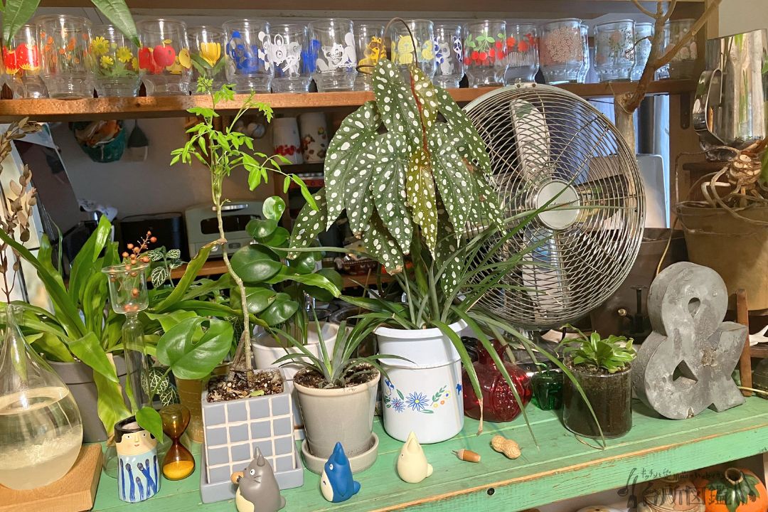 キッチンカウンターに並ぶ植物とレトロな雑貨