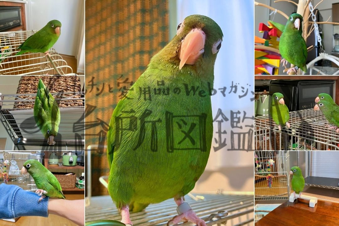 南米ガイアナ生まれのインコ